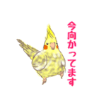 オカメインコ 日常会話 丁寧 使いやすい（個別スタンプ：21）