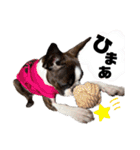 ✨ボストンテリア✨（個別スタンプ：27）