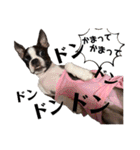 ✨ボストンテリア✨（個別スタンプ：34）
