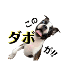 ✨ボストンテリア✨（個別スタンプ：35）