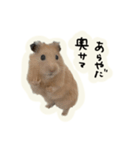 キンクマのキンちゃん3（個別スタンプ：6）