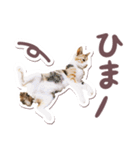 猫のみゅーとちー（個別スタンプ：1）