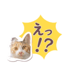 猫のみゅーとちー（個別スタンプ：2）