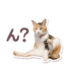 猫のみゅーとちー（個別スタンプ：3）
