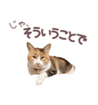 猫のみゅーとちー（個別スタンプ：4）