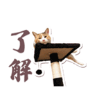猫のみゅーとちー（個別スタンプ：5）