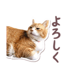 猫のみゅーとちー（個別スタンプ：6）