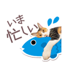 猫のみゅーとちー（個別スタンプ：7）