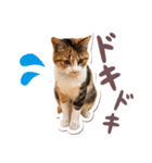 猫のみゅーとちー（個別スタンプ：8）