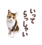 猫のみゅーとちー（個別スタンプ：9）
