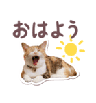 猫のみゅーとちー（個別スタンプ：10）