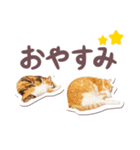 猫のみゅーとちー（個別スタンプ：11）