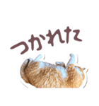 猫のみゅーとちー（個別スタンプ：12）