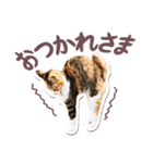 猫のみゅーとちー（個別スタンプ：13）