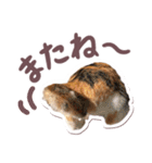 猫のみゅーとちー（個別スタンプ：14）