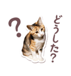 猫のみゅーとちー（個別スタンプ：15）
