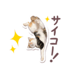 猫のみゅーとちー（個別スタンプ：16）