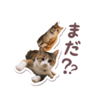 猫のみゅーとちー（個別スタンプ：17）