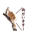 猫のみゅーとちー（個別スタンプ：18）