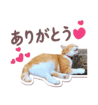 猫のみゅーとちー（個別スタンプ：19）