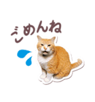 猫のみゅーとちー（個別スタンプ：20）