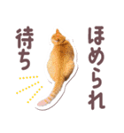 猫のみゅーとちー（個別スタンプ：22）