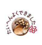 猫のみゅーとちー（個別スタンプ：23）