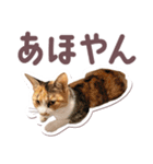 猫のみゅーとちー（個別スタンプ：24）