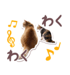 猫のみゅーとちー（個別スタンプ：25）