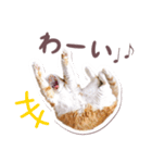 猫のみゅーとちー（個別スタンプ：26）