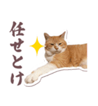 猫のみゅーとちー（個別スタンプ：27）