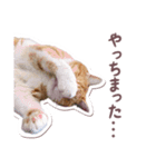 猫のみゅーとちー（個別スタンプ：28）