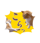 猫のみゅーとちー（個別スタンプ：29）