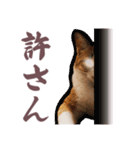 猫のみゅーとちー（個別スタンプ：32）