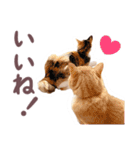 猫のみゅーとちー（個別スタンプ：34）