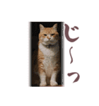 猫のみゅーとちー（個別スタンプ：35）