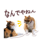猫のみゅーとちー（個別スタンプ：37）