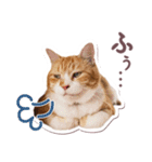 猫のみゅーとちー（個別スタンプ：38）