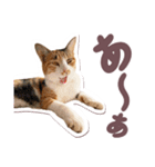 猫のみゅーとちー（個別スタンプ：39）