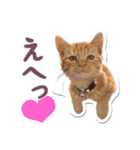猫のみゅーとちー（個別スタンプ：40）