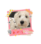 ぽんず元気です（個別スタンプ：1）