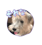 ぽんず元気です（個別スタンプ：4）