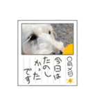 ぽんず元気です（個別スタンプ：5）