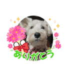 ぽんず元気です（個別スタンプ：6）