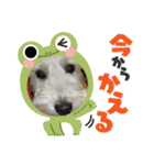 ぽんず元気です（個別スタンプ：8）