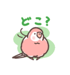 アキクサインコLINEスタンプ3（個別スタンプ：3）