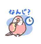 アキクサインコLINEスタンプ3（個別スタンプ：5）