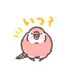 アキクサインコLINEスタンプ3（個別スタンプ：6）