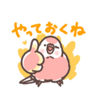 アキクサインコLINEスタンプ3（個別スタンプ：11）