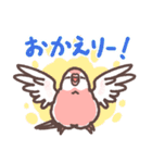 アキクサインコLINEスタンプ3（個別スタンプ：36）